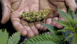 A bud from a medical marijuana plant grown legally in a basement on Grand Rapids' Northwest Side.
